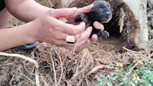 Finding and Caring for Orphaned Puppies A Heartwarming Rescue Story 1 52 screenshot