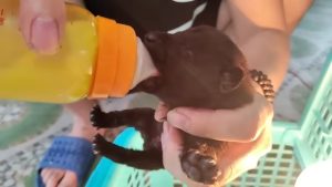 Finding and Caring for Orphaned Puppies A Heartwarming Rescue Story 3 18 screenshot