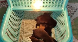 Finding and Caring for Orphaned Puppies A Heartwarming Rescue Story 3 36 screenshot
