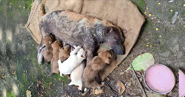 poor-mother-dog-unable-to-stand-lying-there-desperate-crying-for-help-her-puppies-1