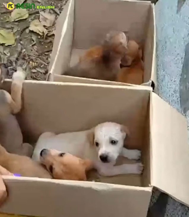 poor-mother-dog-unable-to-stand-lying-there-desperate-crying-for-help-her-puppies-2