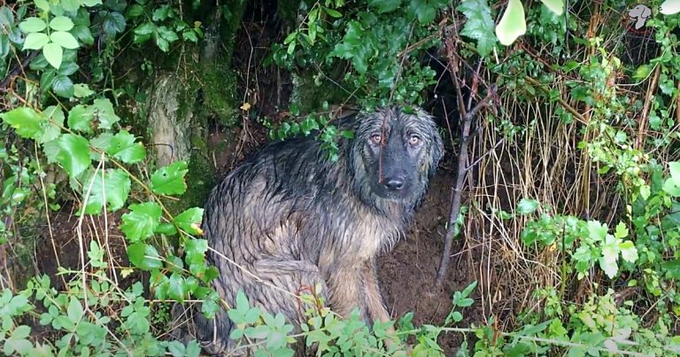 Standing for 2 consecutive days in the rain hoping that the owner who ...