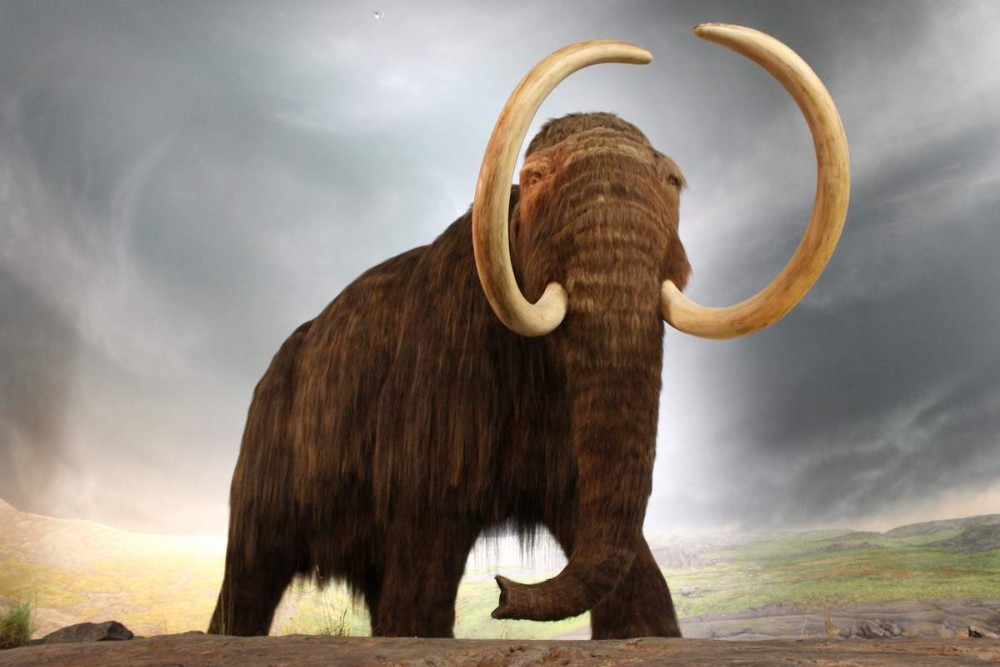 The 2000-year-old mammoth was resurrected by scientists in a miraculous way that shocked the whole world