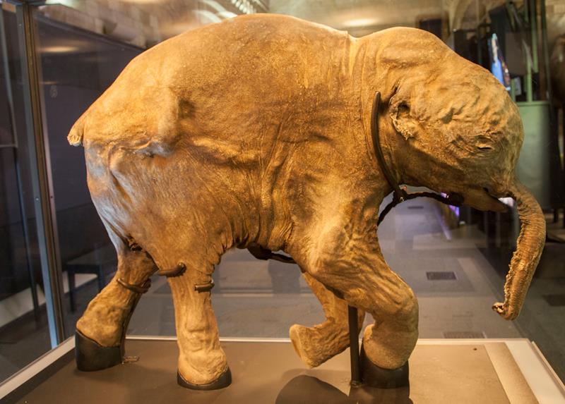 The 2000-year-old mammoth was resurrected by scientists in a miraculous way that shocked the whole world