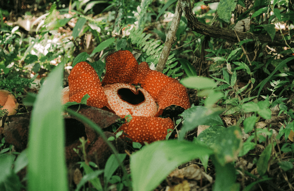 World's Largest Flower Found in Jungle 
