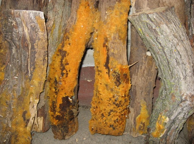 how to get rid of orange mold on wood