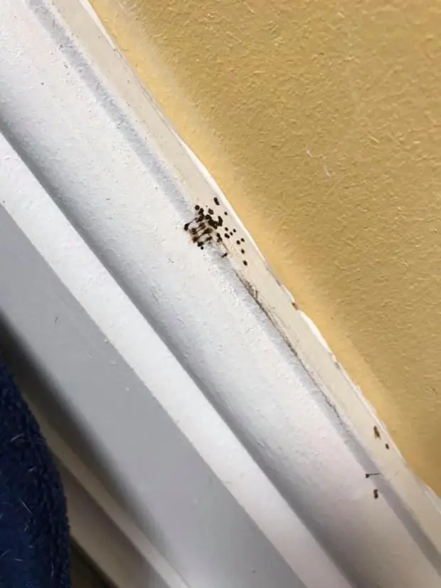 Spider poo on the skirting of a home