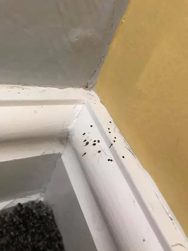 Spider poo on the skirting of a home