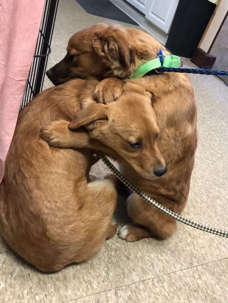 Rescued puppies hug each other in shelter